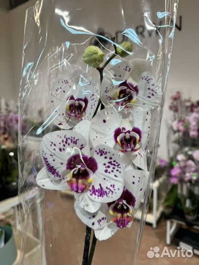Орхидея Пикассо