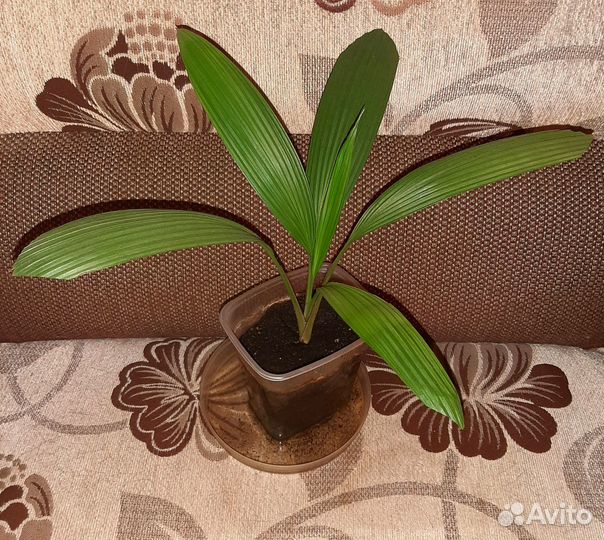 Фикус и куркулиго