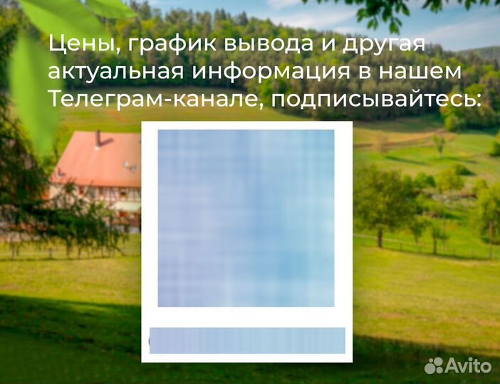 Индюшата суточные Хайбрид Конвертер