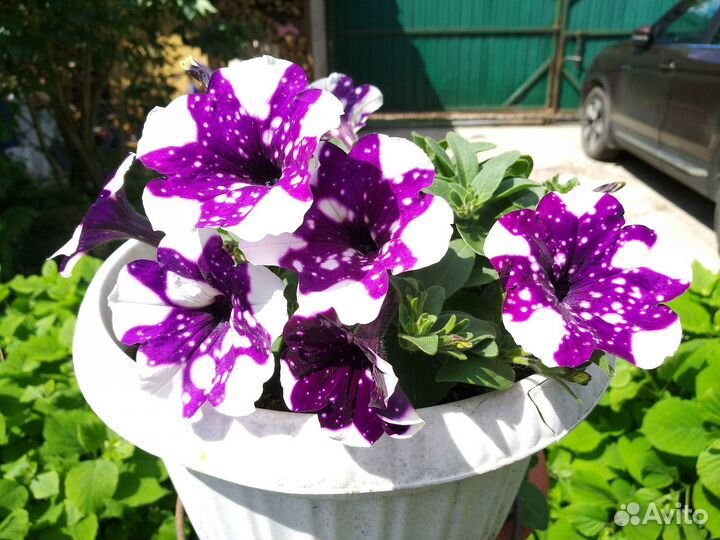 Петуньи Рассада