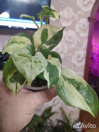 Сциндапсус эпипремнум