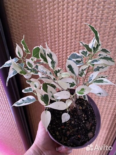 Фикусы разные