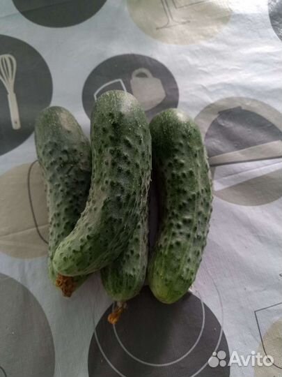 Огурцы свежие