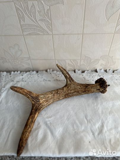 Рога оленя