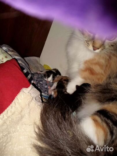 Котята в добрые руки бесплатно