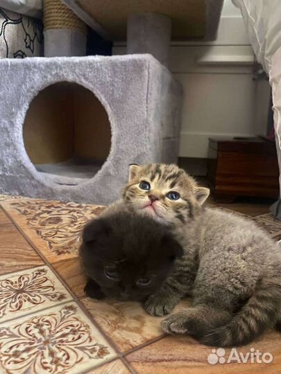 Шотландский вислоухий кот вязка