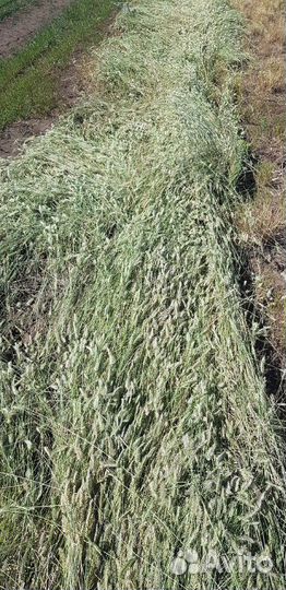 Сено в рулонах