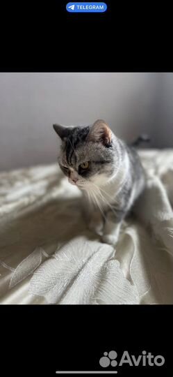 Кошка в дар