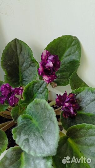 Фиалка черенки с корнями