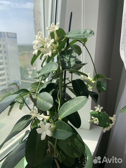 Комнатные цветы