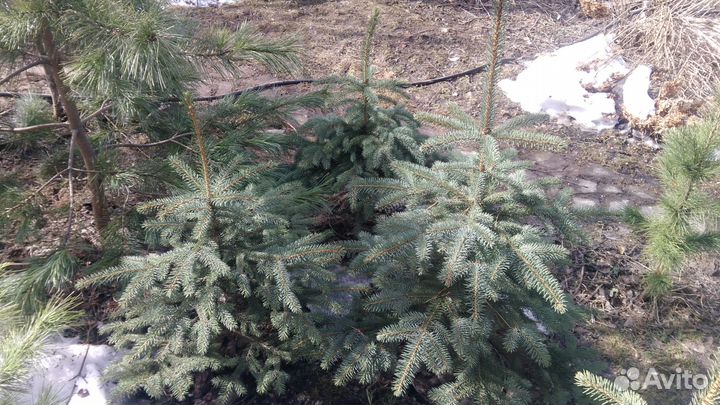 Ель сизая колючая