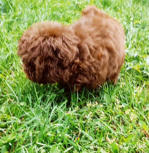 Ф1 мальтипу