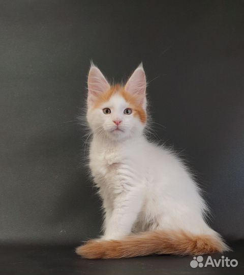 Котята мейн-кун