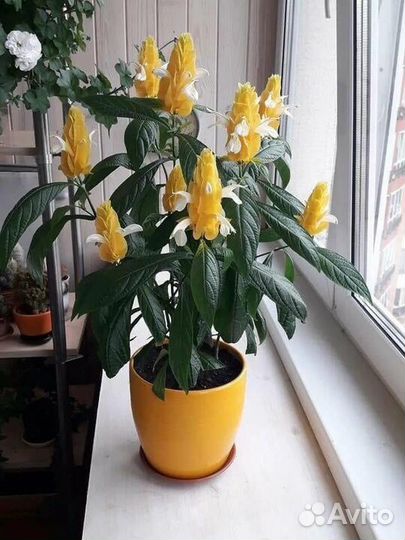 Пахистахис