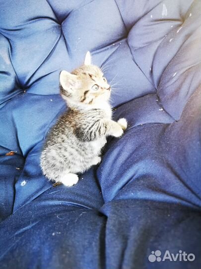 Кошка в дар