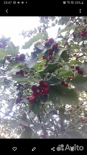 Боярышник крупноплодный