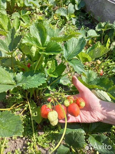 Рассада клубники ремонтантной