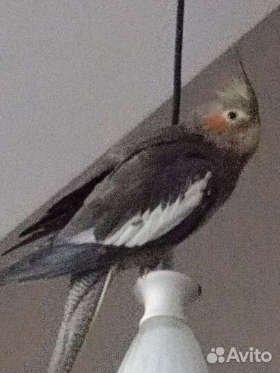 Попугай Корелла