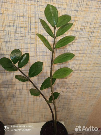 Замиокулькас (доллароаое дерево)