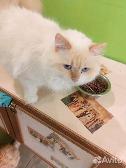 Кошка в добрые руки