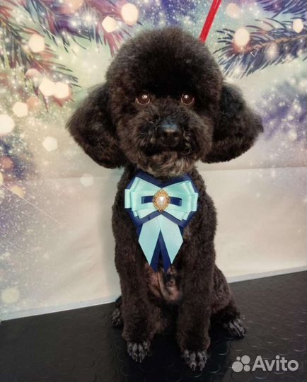 Грумер, стрижка животных