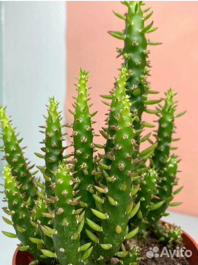 Опунция цветущий кактус/суккулент