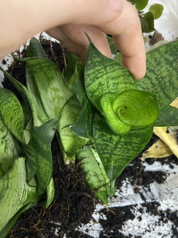 Сансевиерия робуста