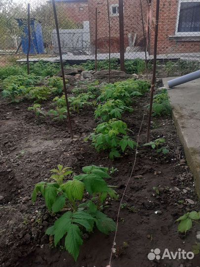 Саженцы инжира