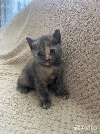 Ласковые и добрые котята ищут дом