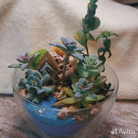 Суккуленты, композиции