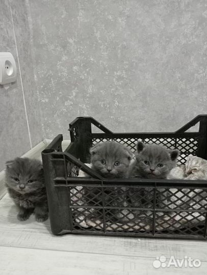 Британские вислоухие котята