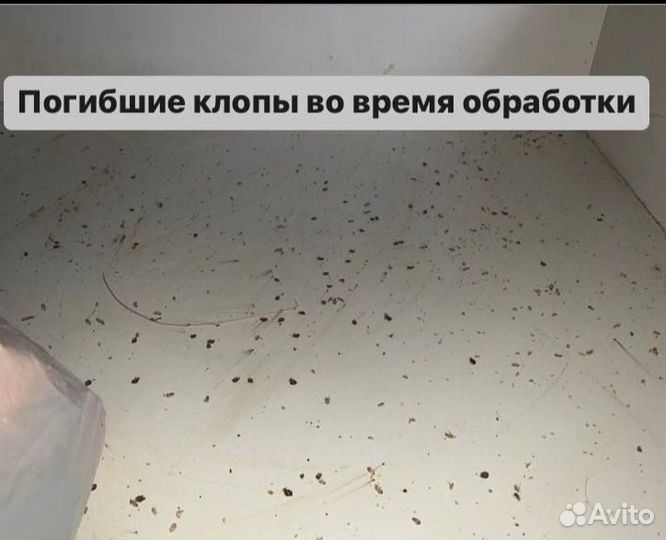 Уничтожение тараканов и клопов дезинфекция