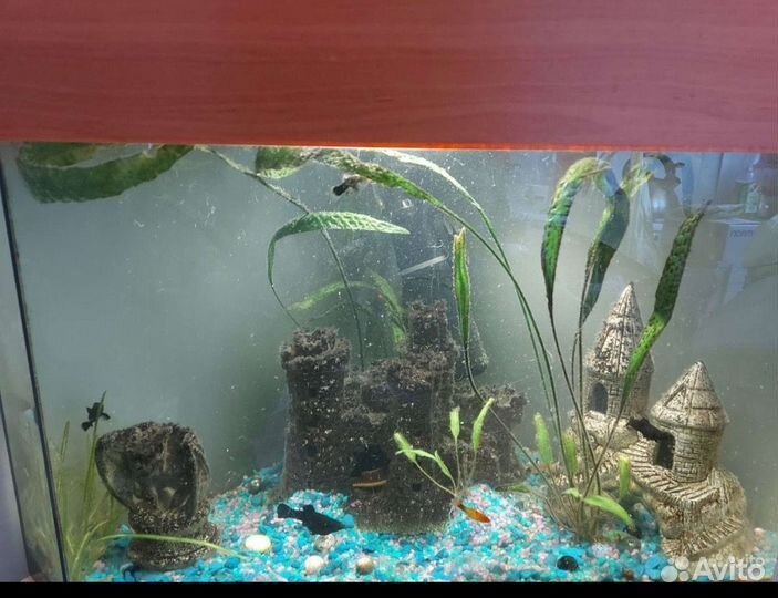 Аквариум с рыбками