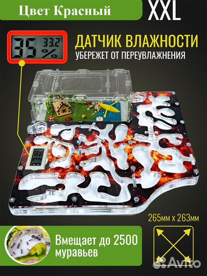 Муравьиная ферма 