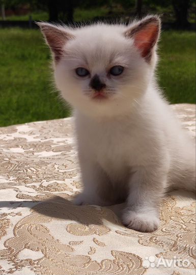Кошки