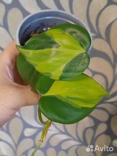 Сциндапсусы