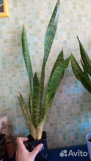 Сансевиерия цветущая,Щучий хвост,Тещин язык