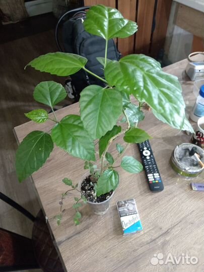 Гибискус красный, укоренненый в хорошем грунте