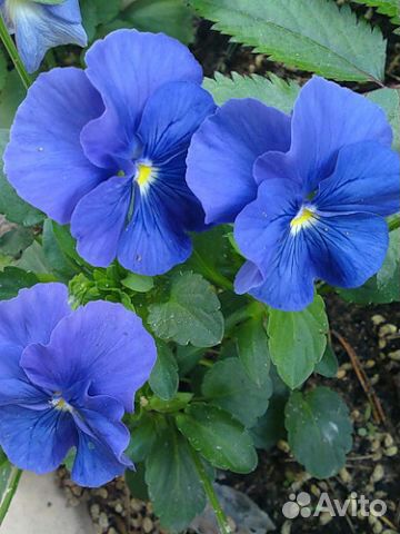 Продажа рассады цветов