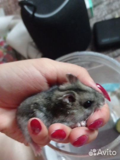 Джунгарский хомяк