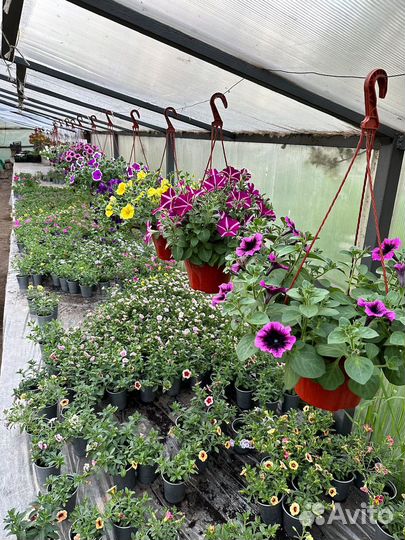 Рассада цветов. Петуния