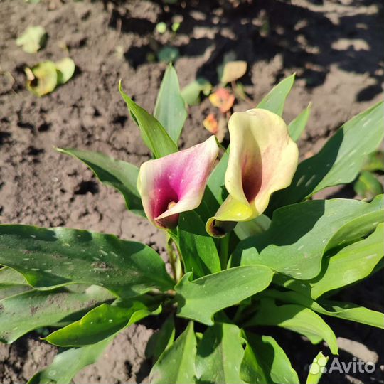 Каллы луковицы