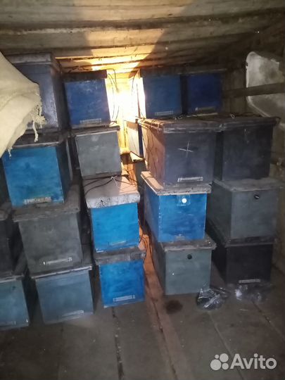 Ловушка для пчел