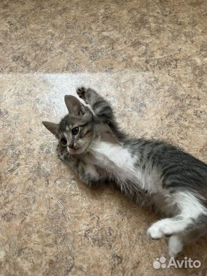 Котенок в добрые руки