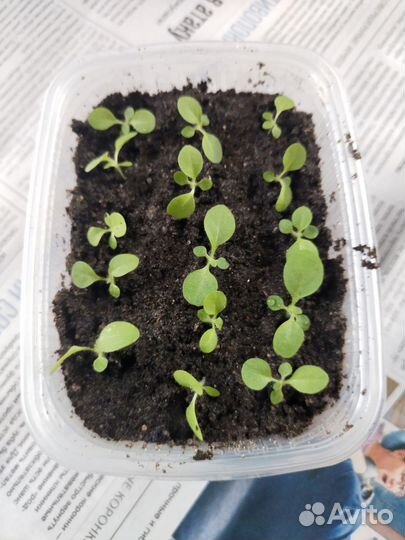 Рассада табака