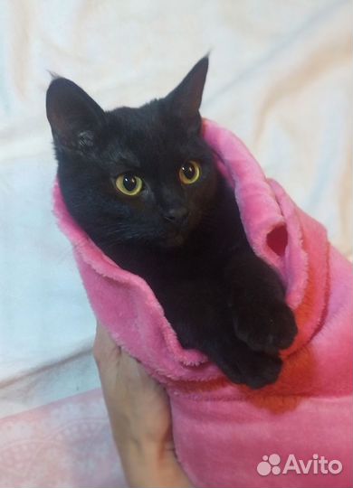 Чёрный котёнок-девочка в добрые руки
