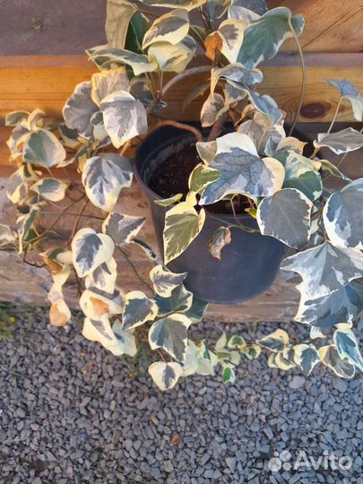 Комнатные растения