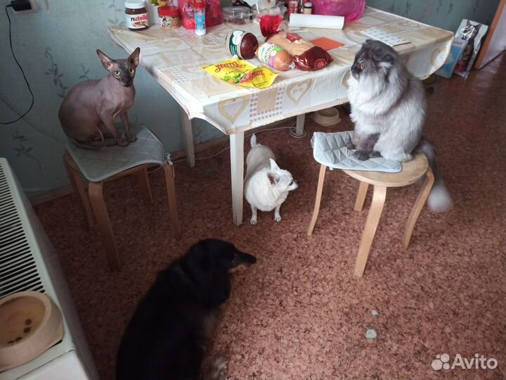 Передержка животных, догситтер, выгулы, зооняня