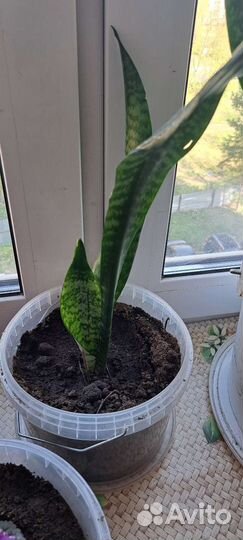 Комнатные цветы(Сансевиерия)