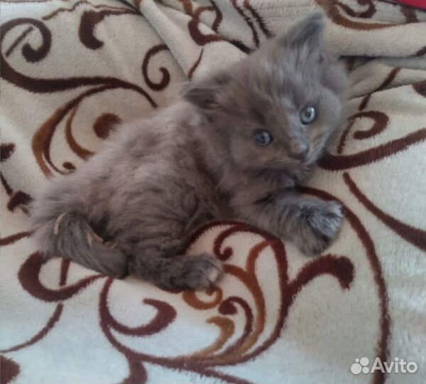 Котенок, девочка